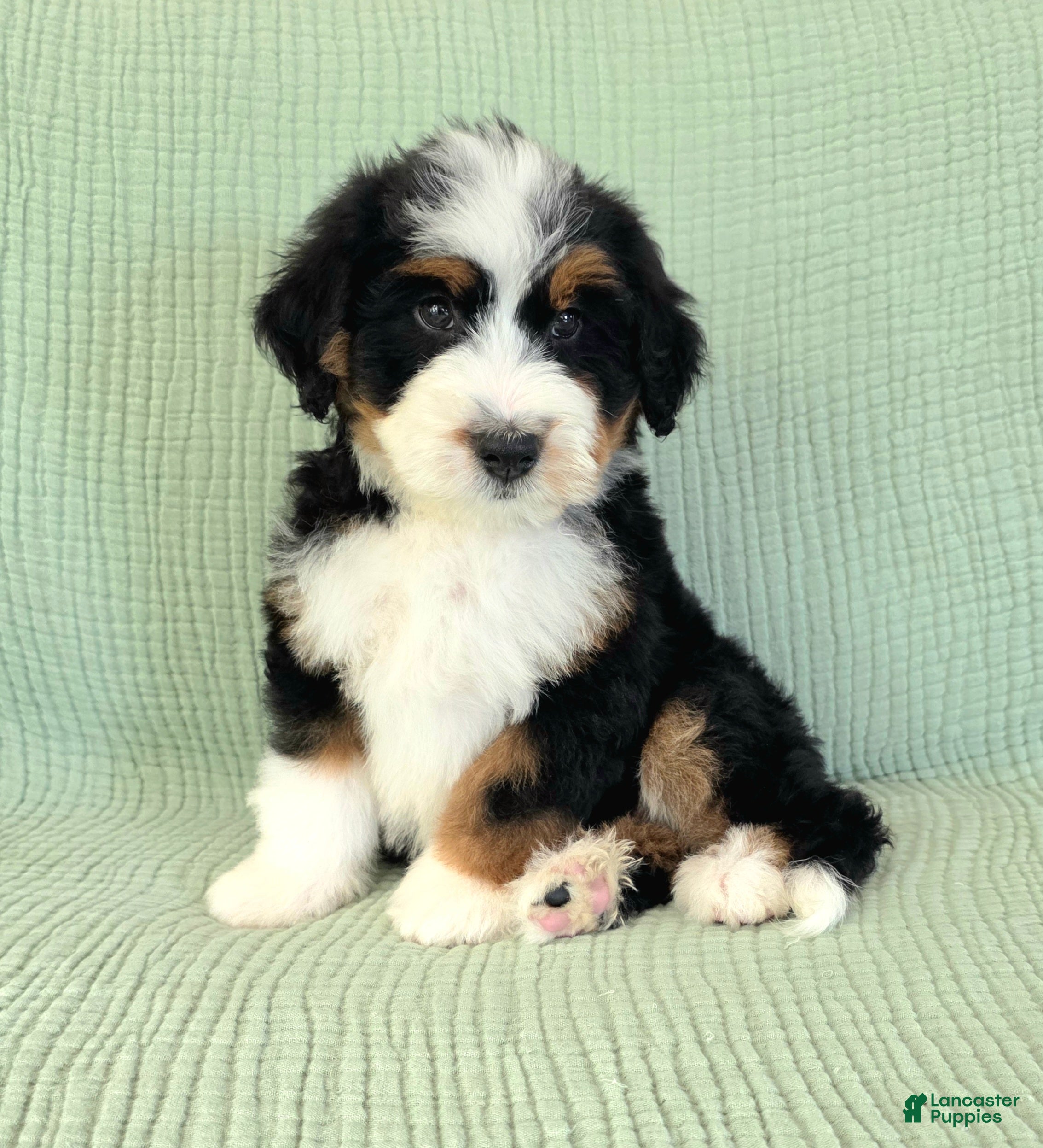 Bernedoodle dogs Abel - Ad 1