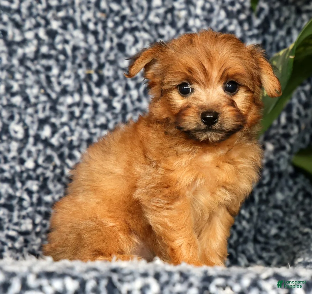 Yorkiepoo dogs for sale: Ranae - Ad 2