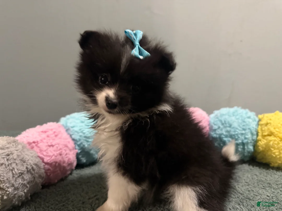 Pomeranian dogs for sale: Alice - Ad 2