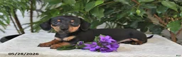 Dachshund dogs for sale: Lexi - Ad 1