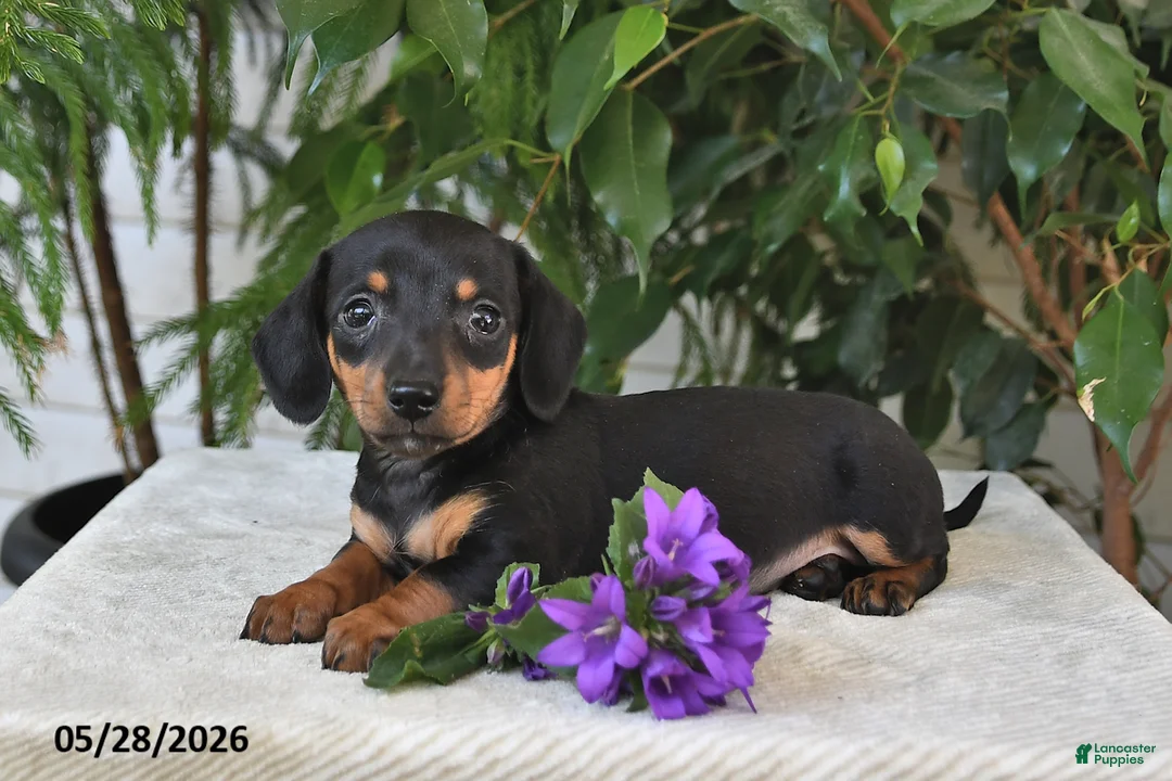 Dachshund dogs for sale: Lexi - Ad 1