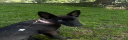 Gerberian Shepsky dogs for sale: Gerberian Shepsky 1 - Ad 2