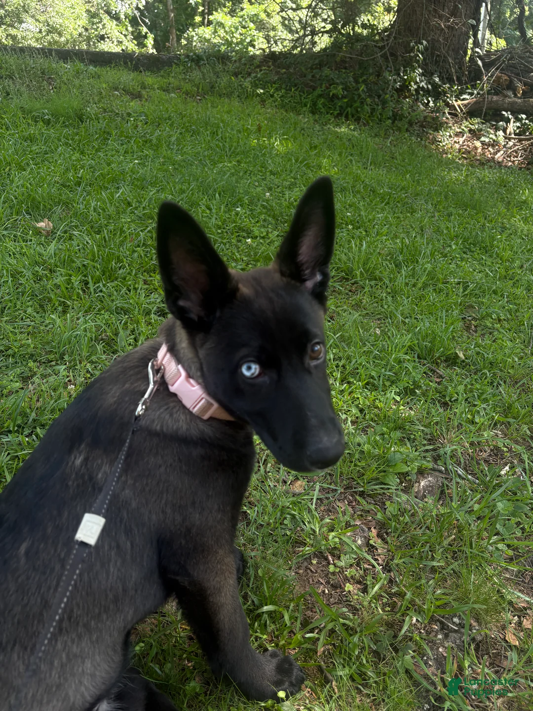 Gerberian Shepsky dogs for sale: Gerberian Shepsky 1 - Ad 2