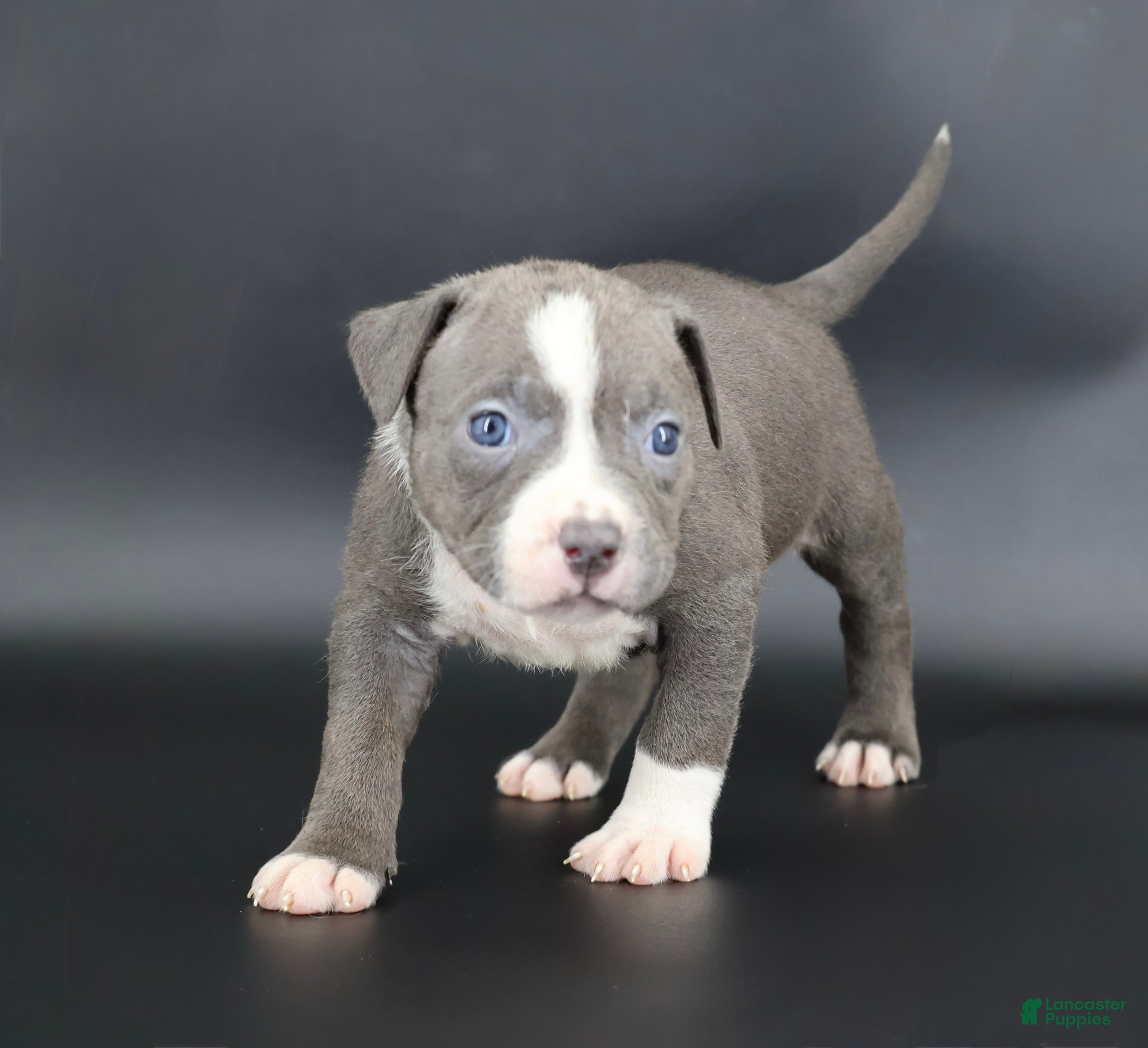 American Bully dogs Velvet - Ad 5