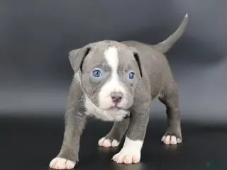 American Bully dogs Velvet - Ad 5