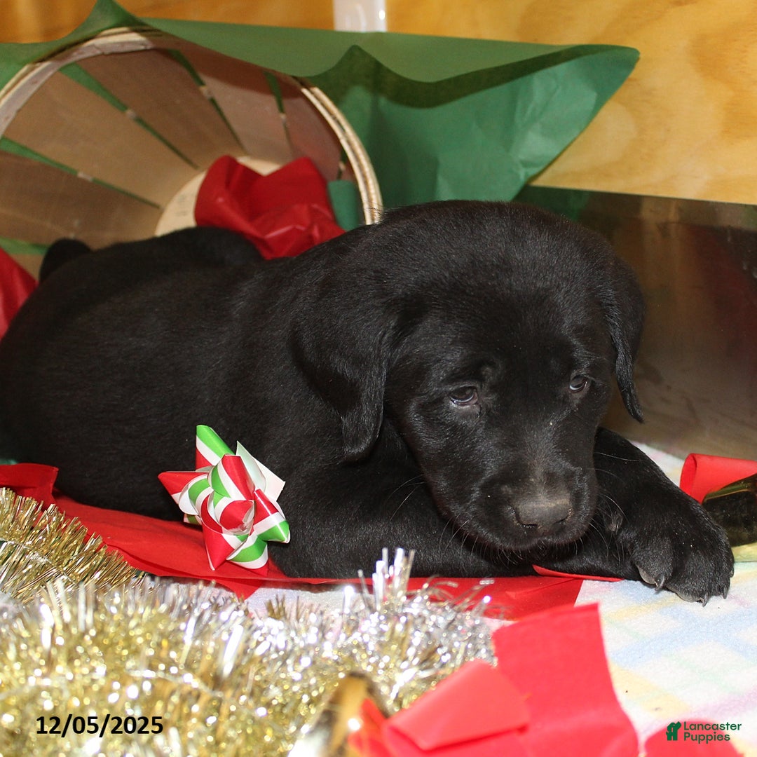 Goldador dogs for sale: Buddy - Ad 2