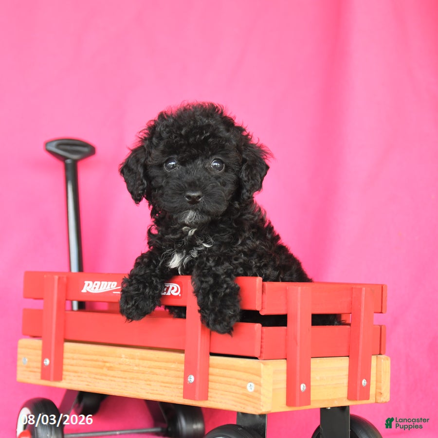 Miniature Poodle dogs Kimmie - Ad 2