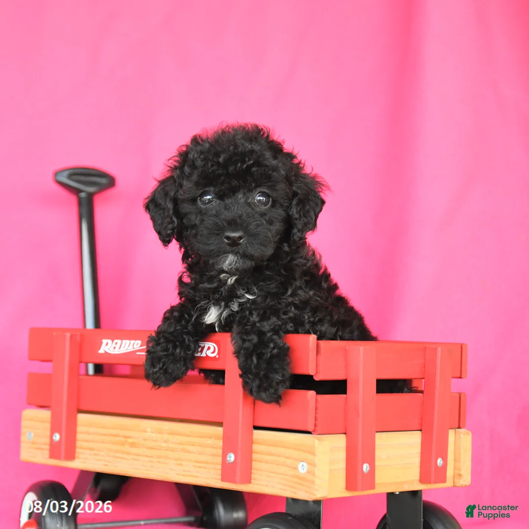 Miniature Poodle dogs for sale: Kimmie - Ad 2