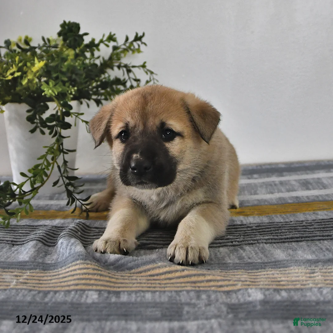Mixed Breed dogs for sale: Gloria - Ad 8