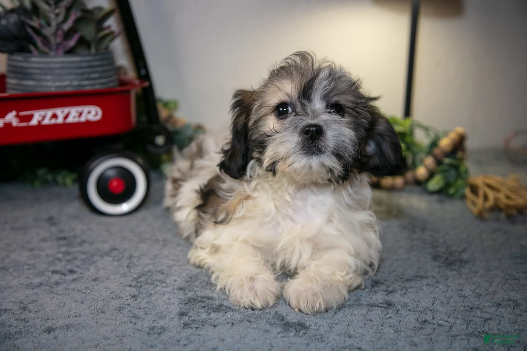 Teddy Bear dogs for sale: Valerie - Ad 3