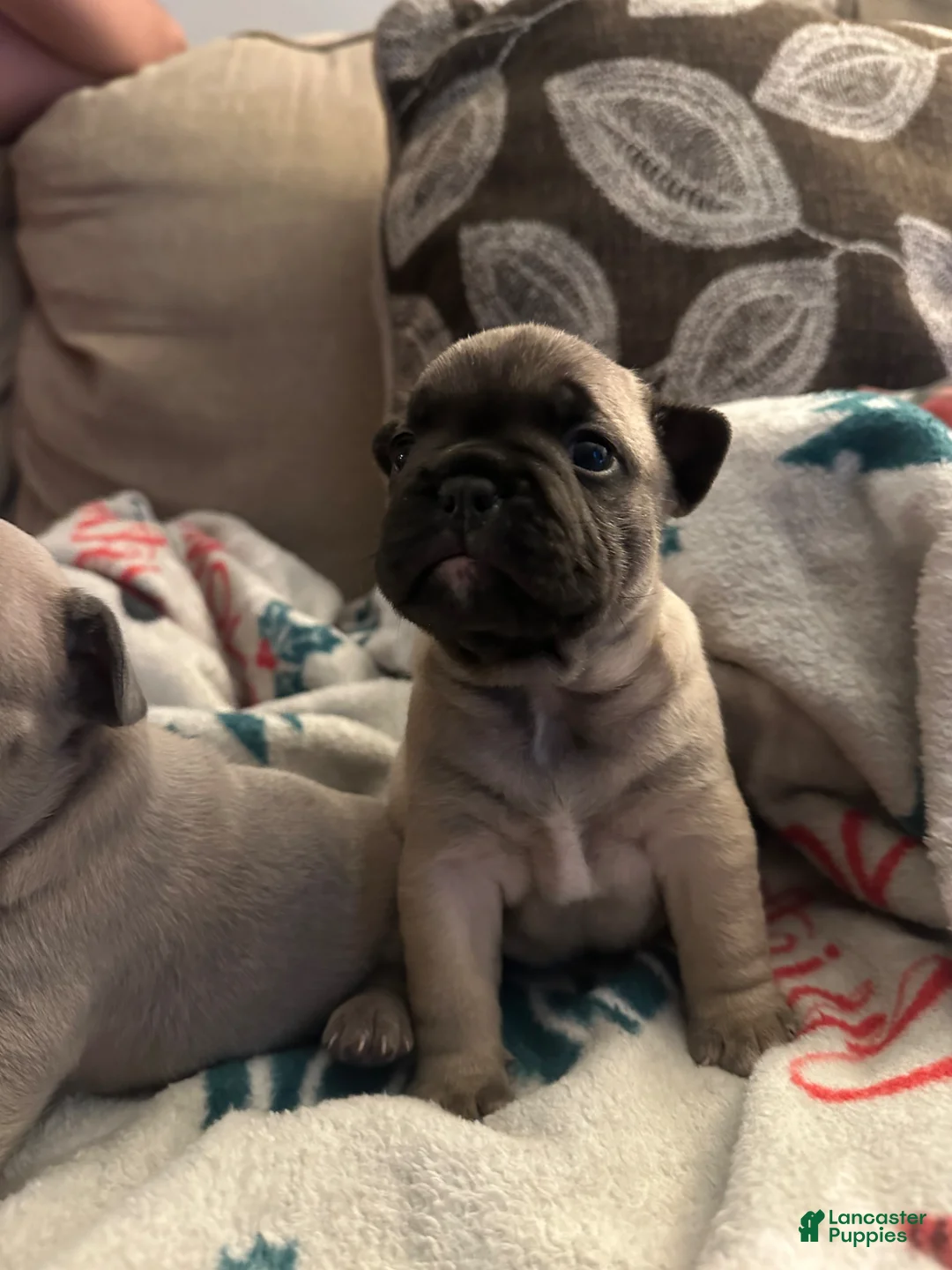 French Bulldog dogs for sale: French Bulldog Puppy 1 - Ad 2