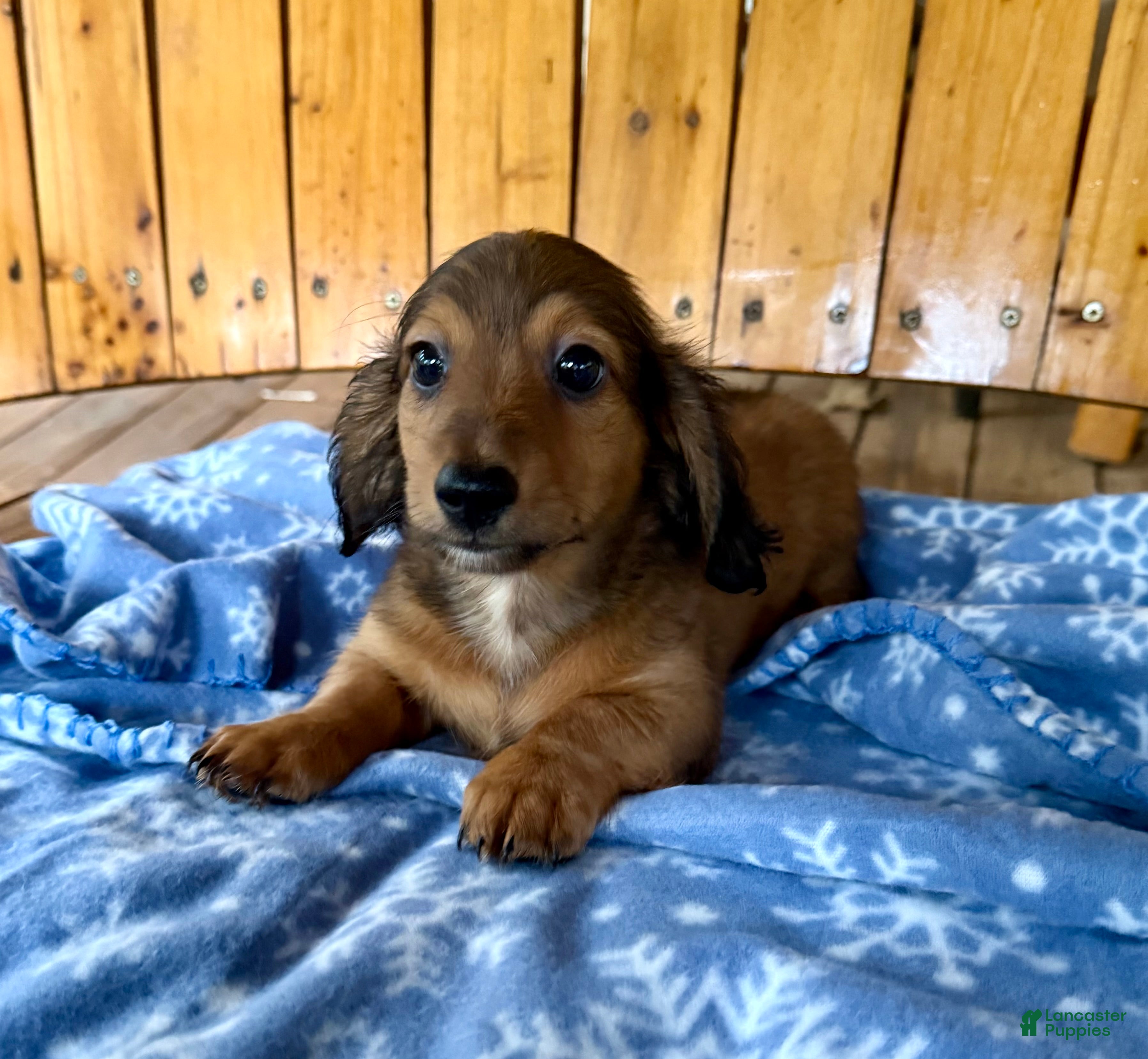 Miniature Dachshund dogs Lucky - Ad 11