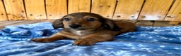 Miniature Dachshund dogs for sale: Lucky - Ad 1