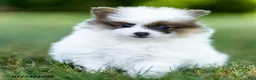Pomeranian dogs for sale: Baxter - Ad 2