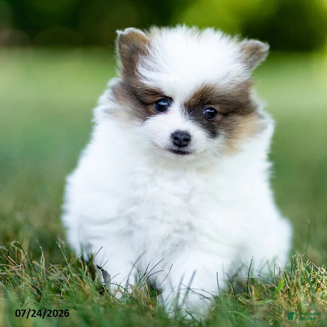 Pomeranian dogs for sale: Baxter - Ad 2