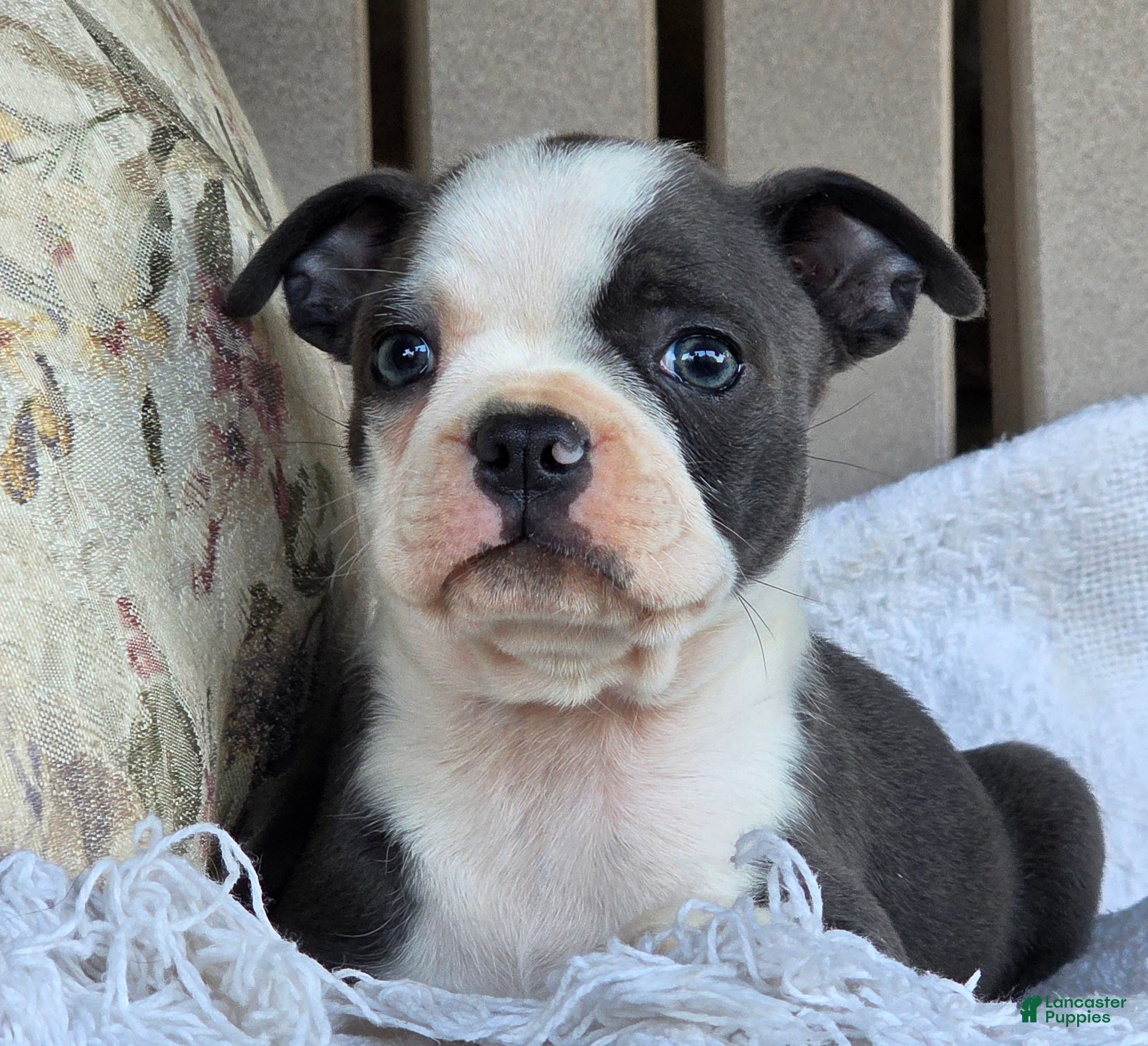 Boston Terrier dogs Rachel  - Ad 2