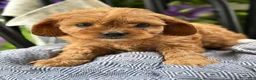 Cavapoo dogs for sale: Jinger - Ad 9