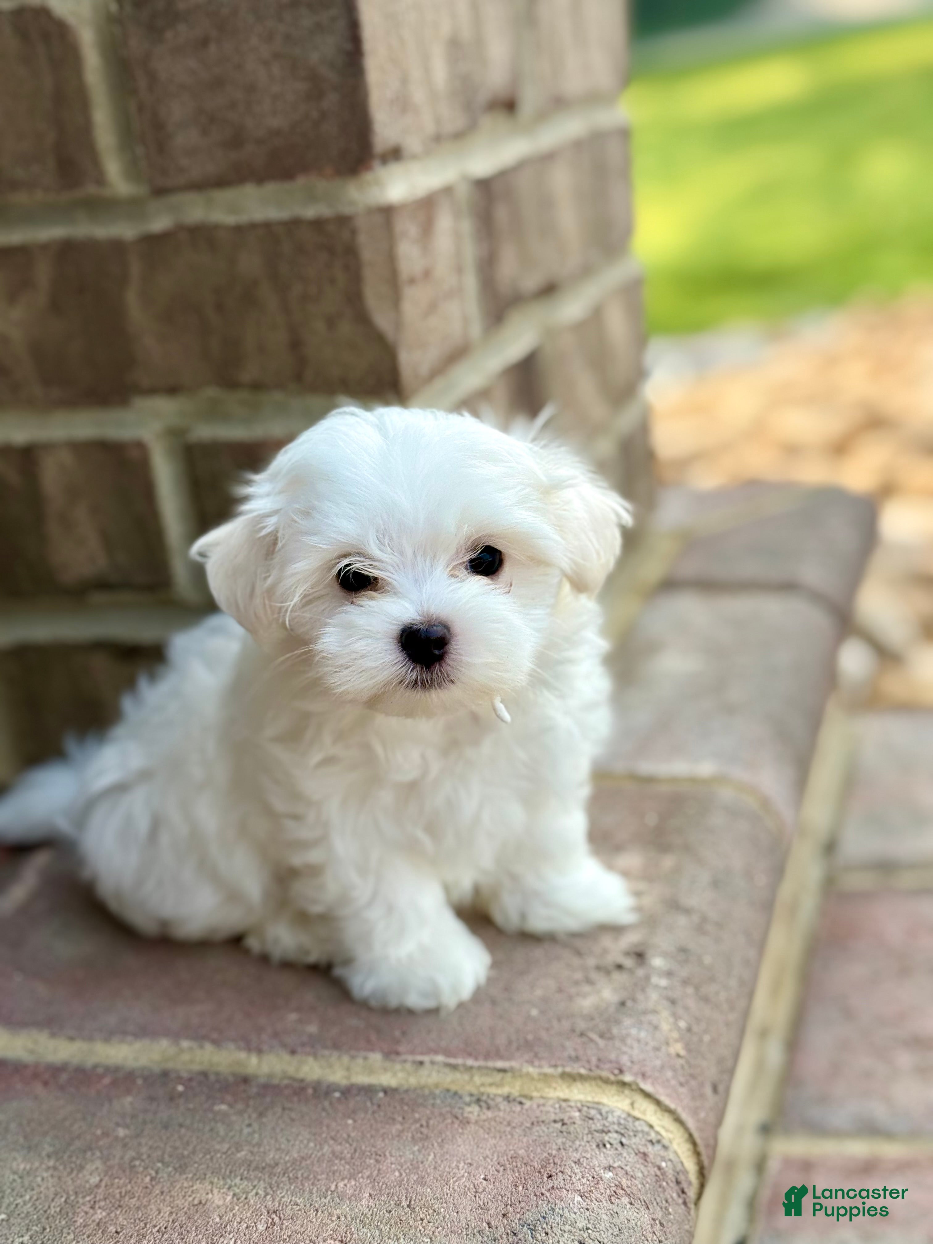 Maltese dogs Charlie Maltese 1 - Ad 1