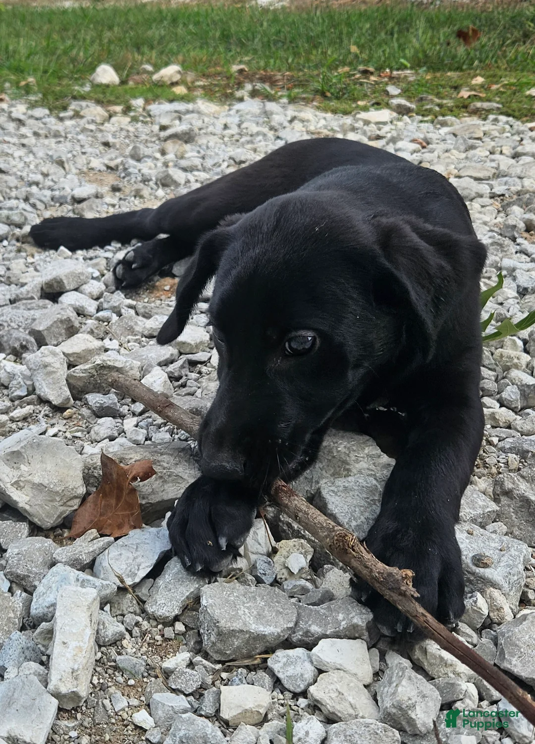 Labrador Retriever dogs for sale: Trixie - Ad 2