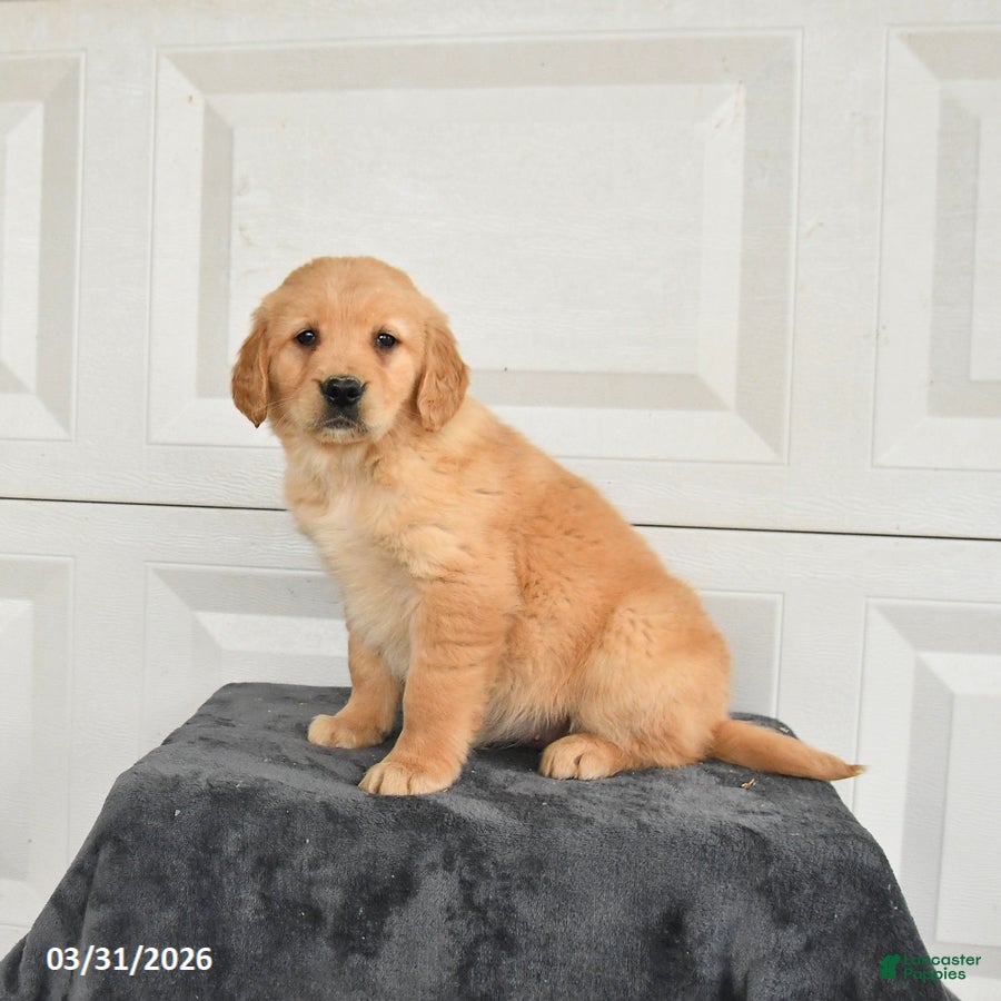 Golden Retriever dogs for sale: Blossom - Ad 3