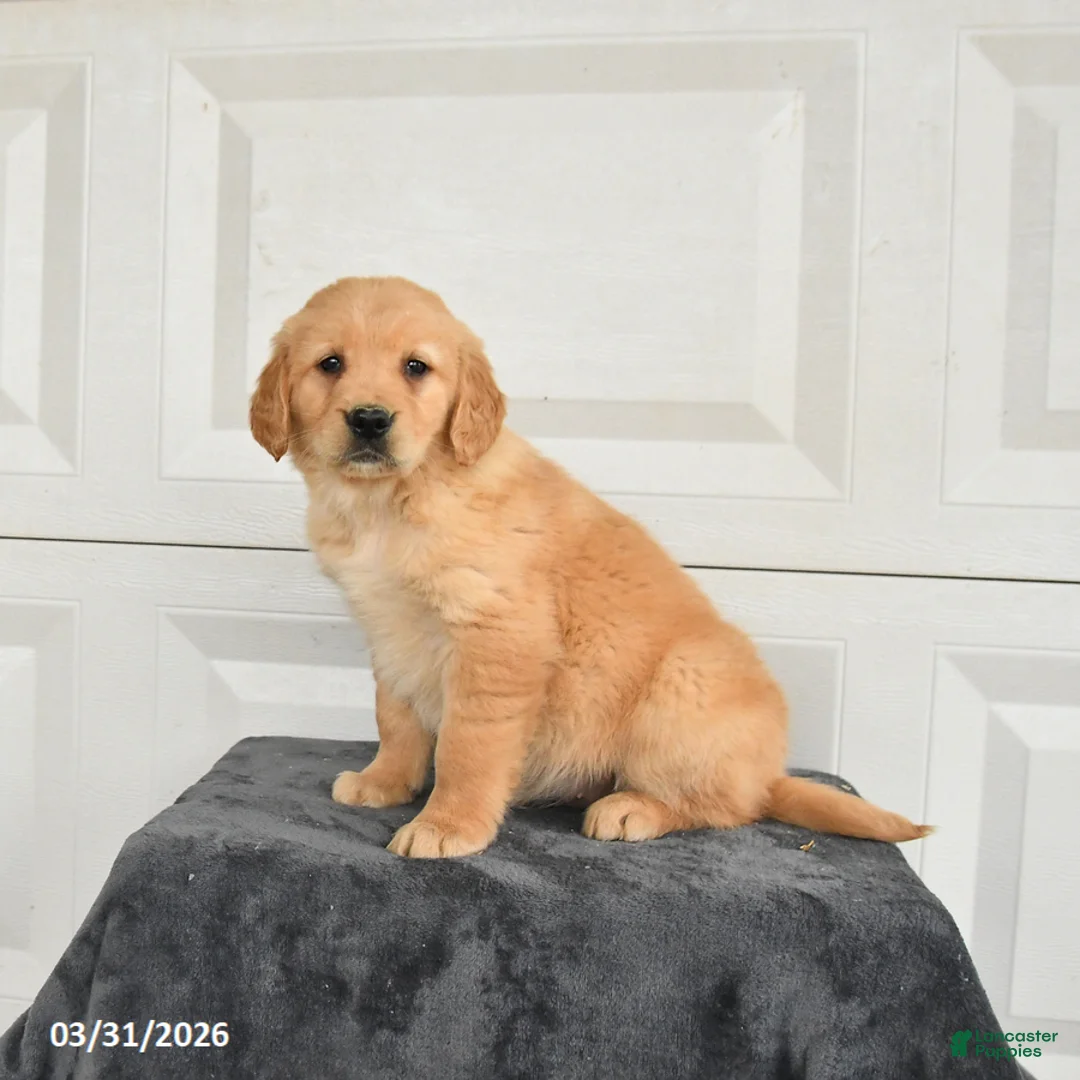 Golden Retriever dogs for sale: Blossom - Ad 1