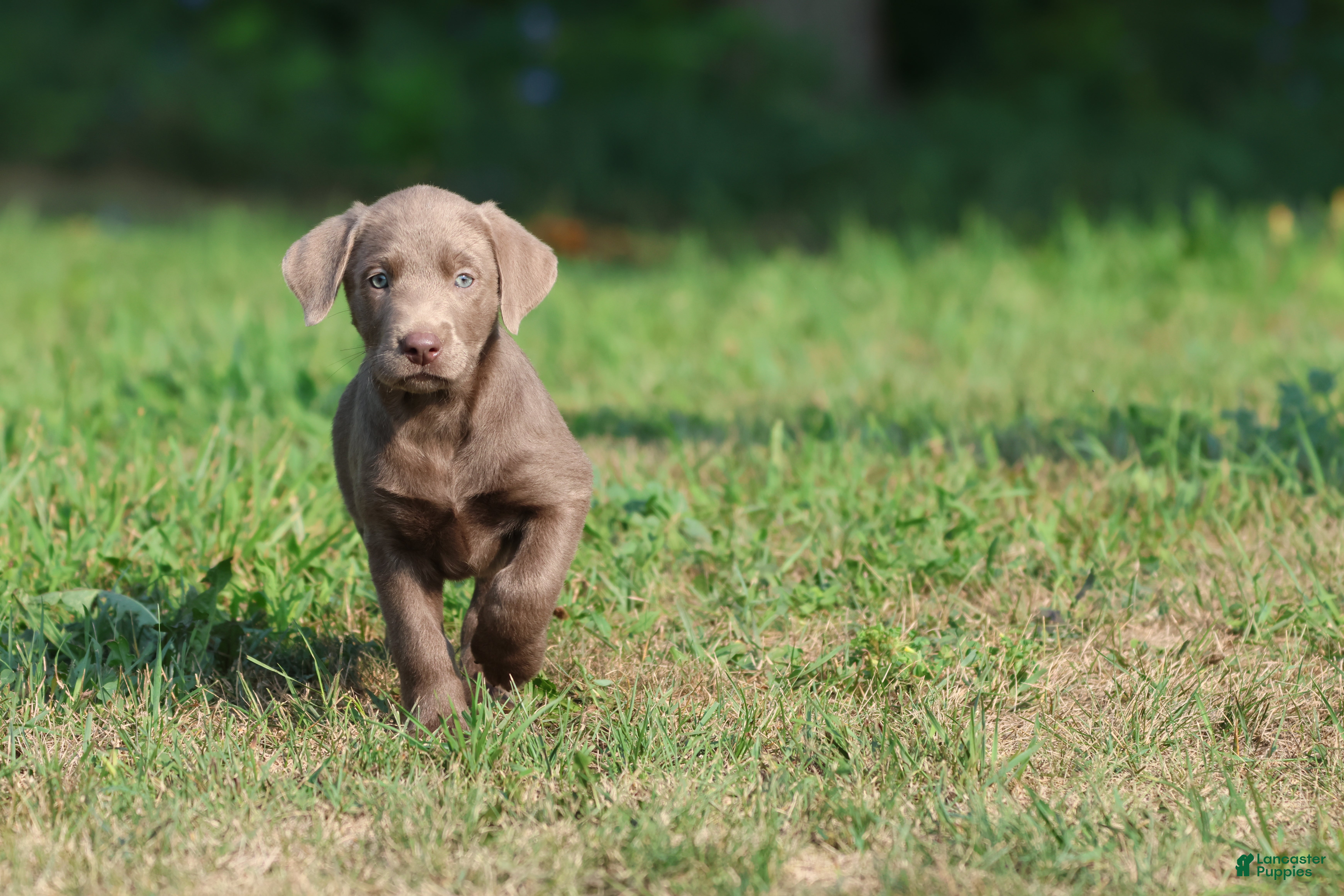 Labrador Retriever dogs Lavender - Ad 1