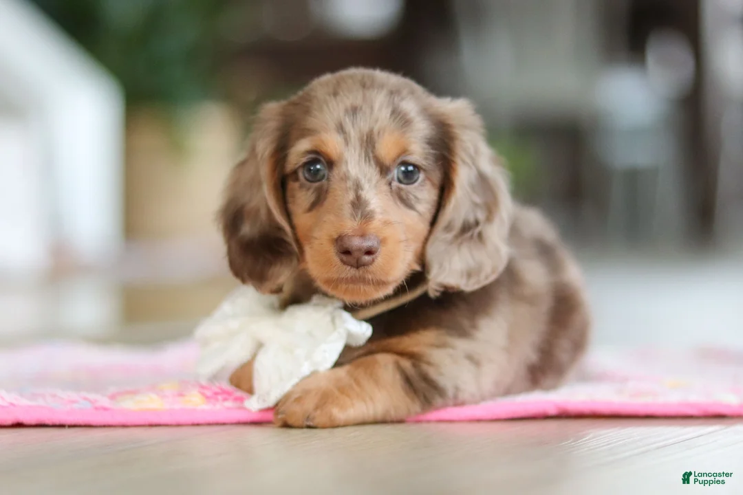 Miniature Dachshund dogs for sale: Jewel - Ad 7