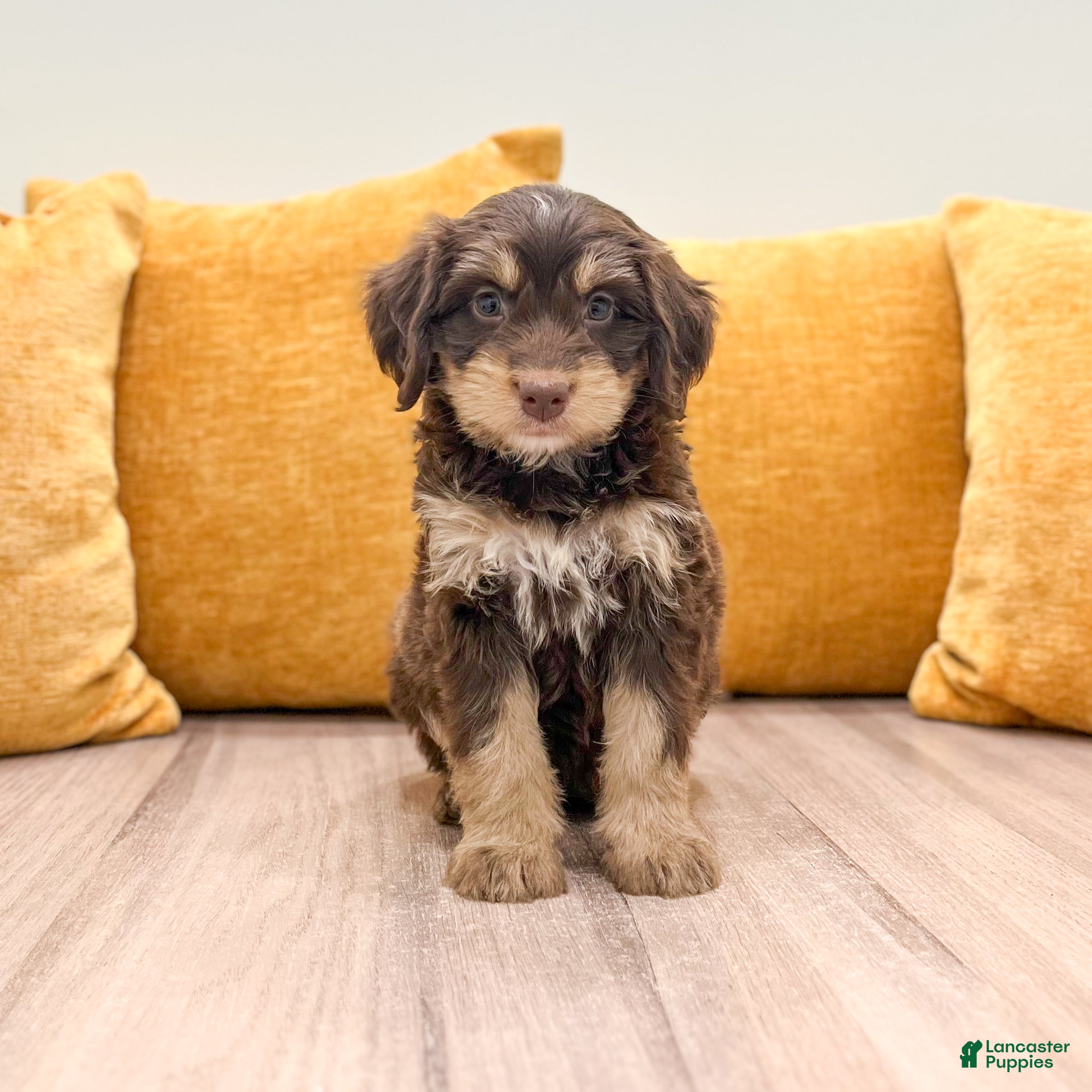 Mini Bernedoodle dogs Lucy - Ad 2