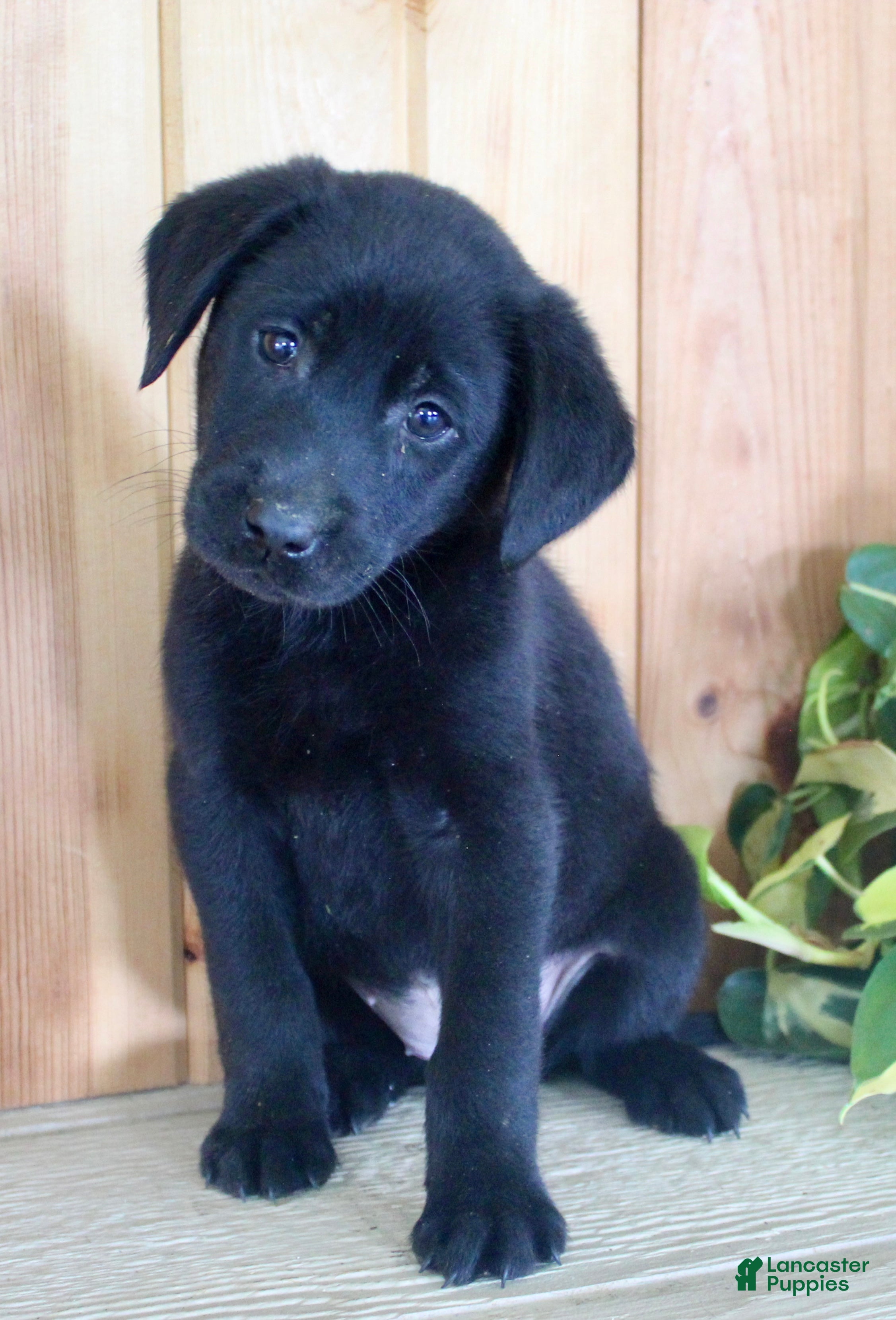 Labrador Retriever dogs Taffy - Ad 1