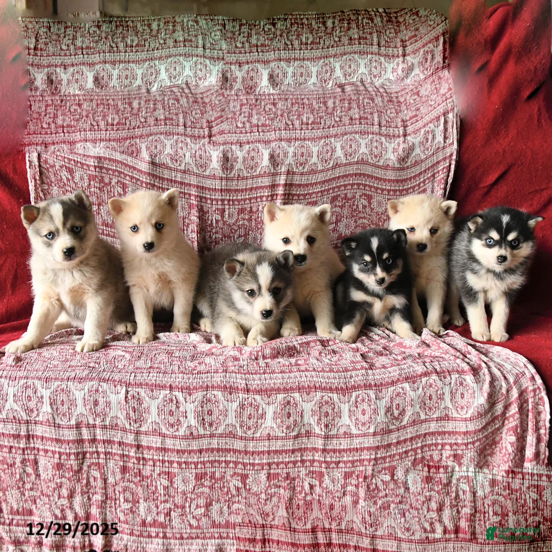 Pomsky dogs for sale: Lewis - Ad 3