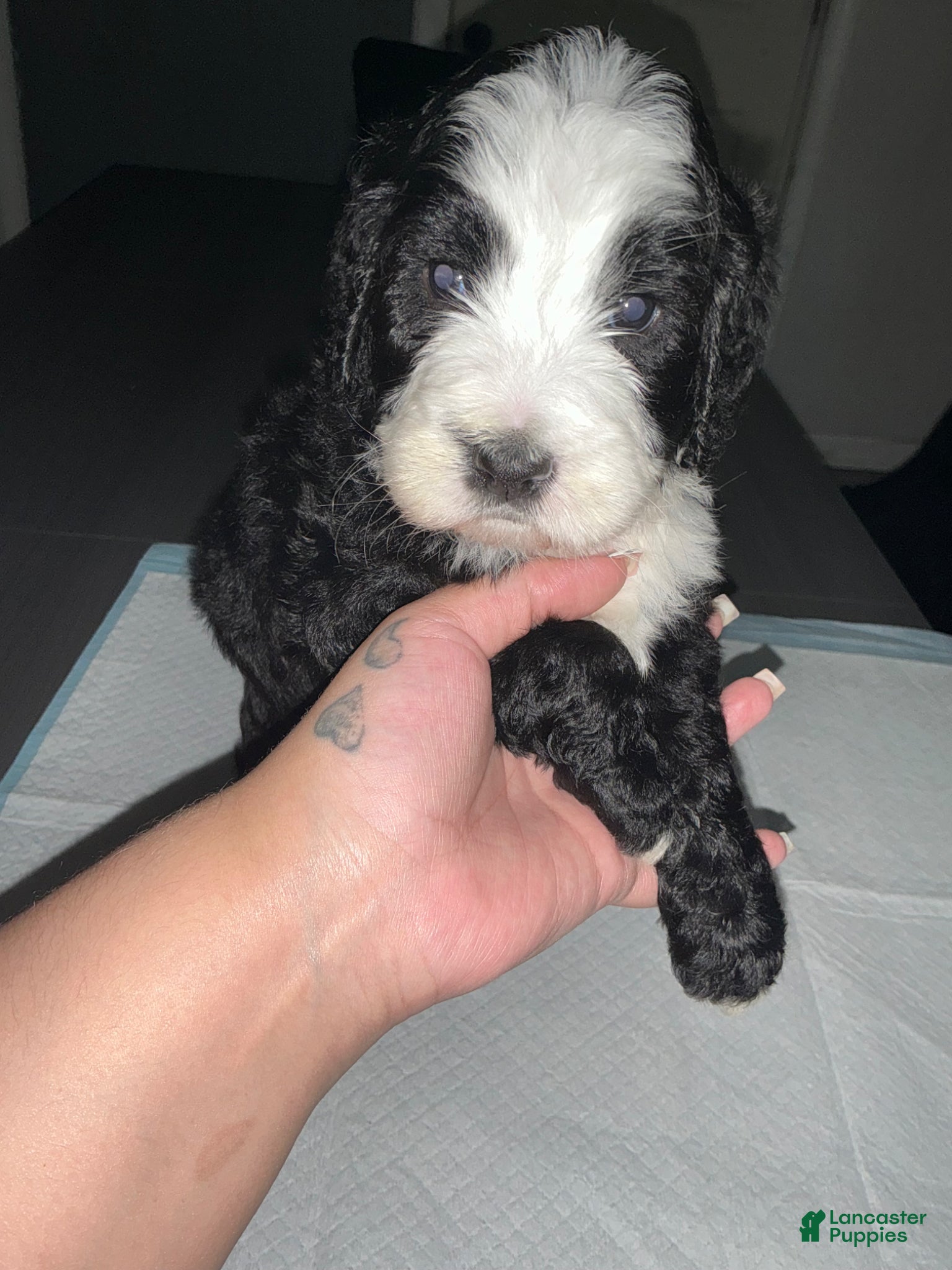 Bernedoodle dogs for sale: Bernedoodle Puppy 1 - Ad 6