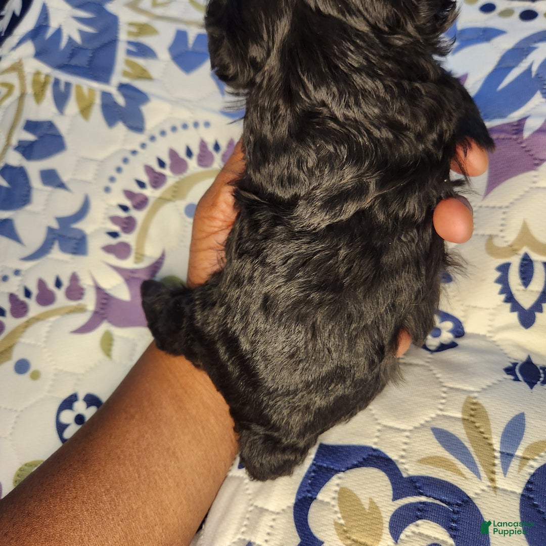 Shihpoo dogs for sale: Orange Collar Puppy 2 - Ad 7
