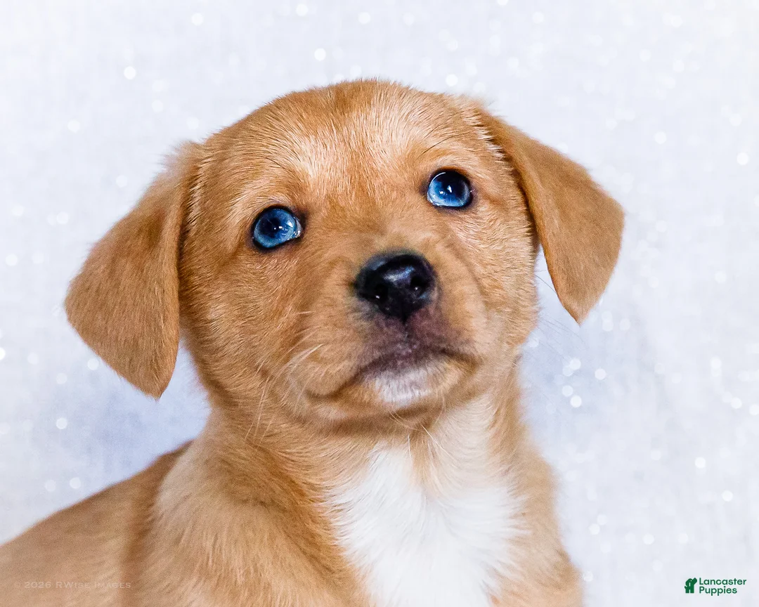 Mixed Breed dogs for sale: Biscuit - Ad 2