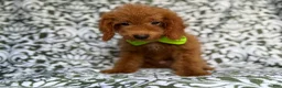 Cockapoo dogs for sale: Prince - Ad 2