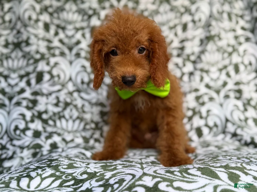 Cockapoo dogs for sale: Prince - Ad 2