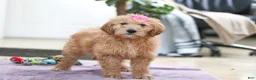 Goldendoodle dogs for sale: Miley - Ad 5