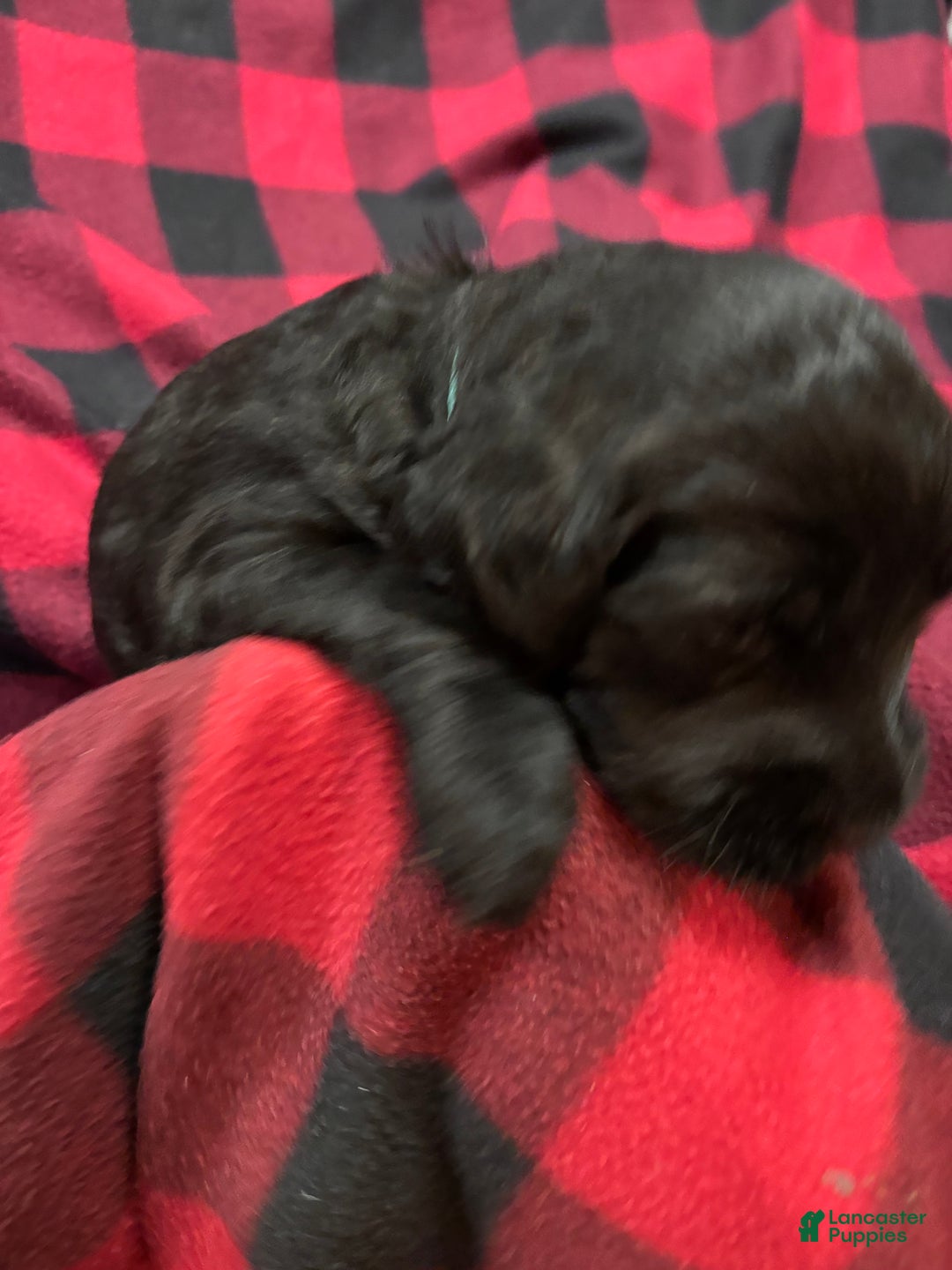 Labradoodle dogs for sale: Labradoodle Puppy 8 - Ad 1