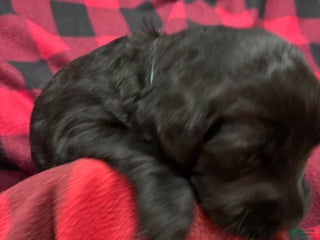 Labradoodle dogs Labradoodle Puppy 8 - Ad 7