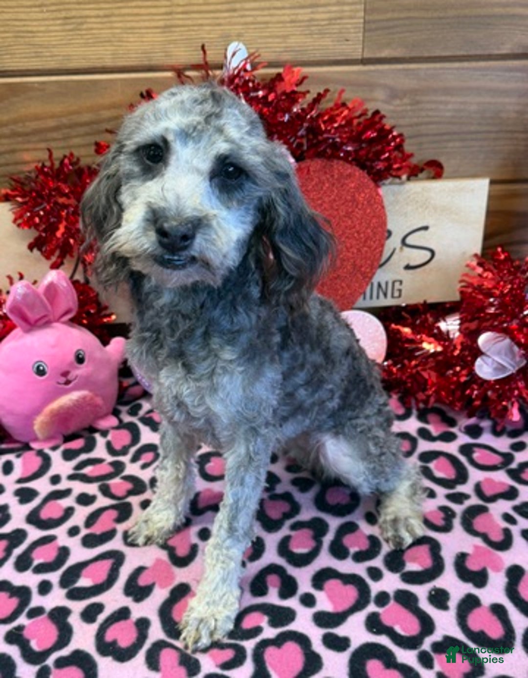 Cockapoo dogs for sale: Tessa - Ad 2