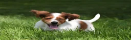 Miniature Dachshund dogs for sale: Cosmo - Ad 1