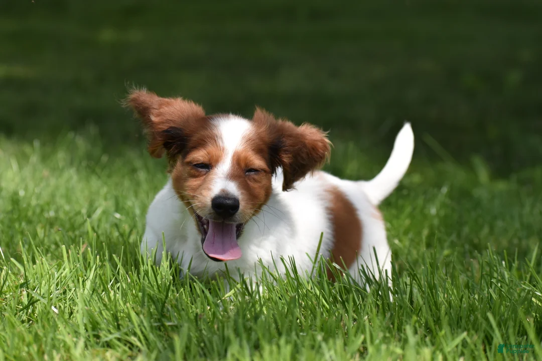 Miniature Dachshund dogs for sale: Cosmo - Ad 1