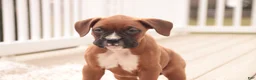 Boxer dogs for sale: Avery - Ad 8