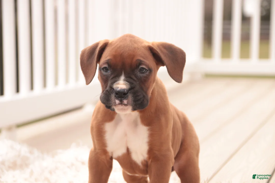 Boxer dogs for sale: Avery - Ad 8