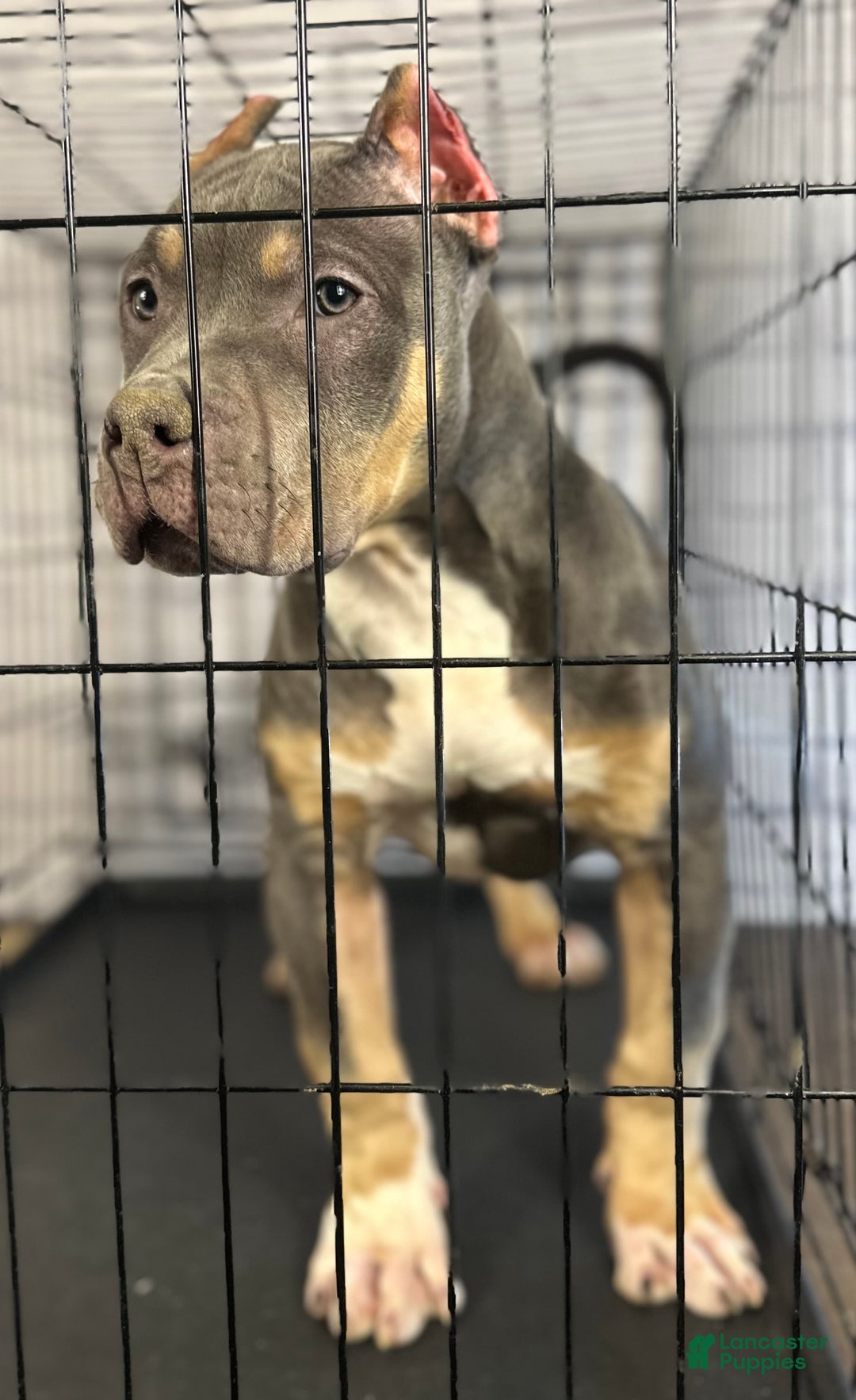 American Bully dogs for sale: Diezel - Ad 8