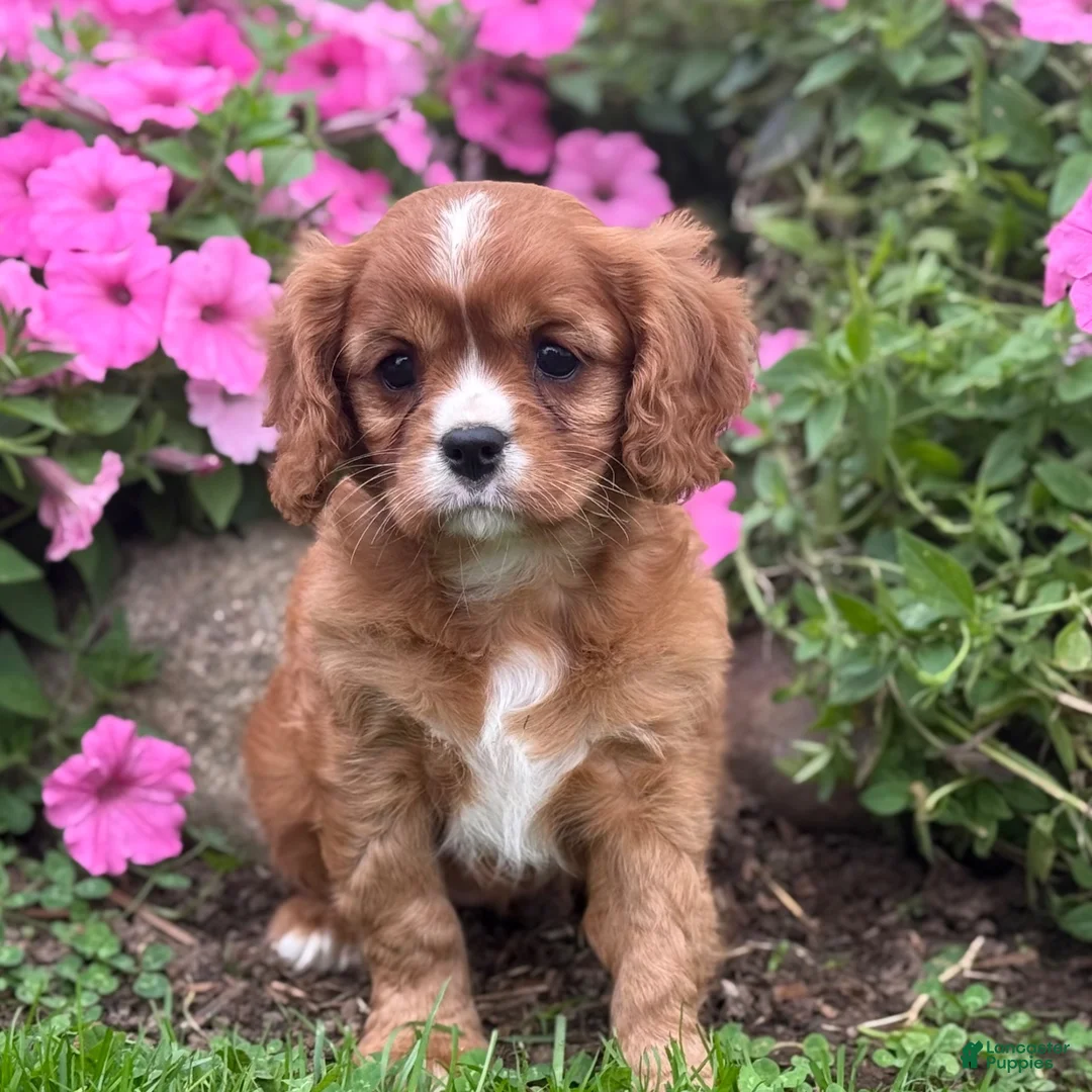 Cavalier King Charles Spaniel dogs for sale: Bella - Ad 2