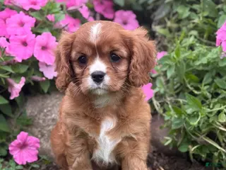 Cavalier King Charles Spaniel dogs Bella - Ad 2