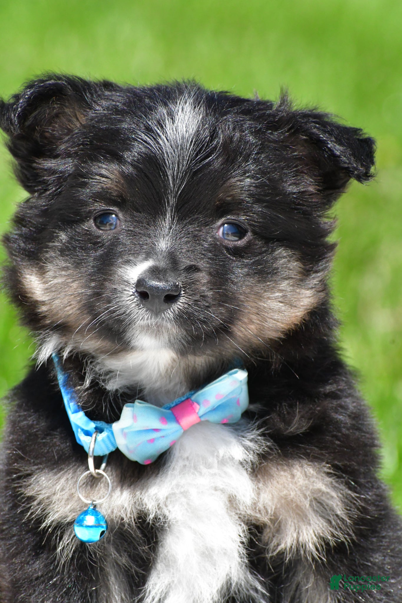 Miniature Australian Shepherd dogs for sale: Bingo - Ad 2