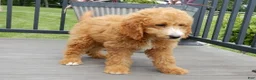 Mini Goldendoodle dogs for sale: Douglas - Ad 6