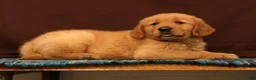 Golden Retriever dogs for sale: Tyler - Ad 5