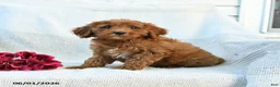 Mini Goldendoodle dogs for sale: Morgan - Ad 8